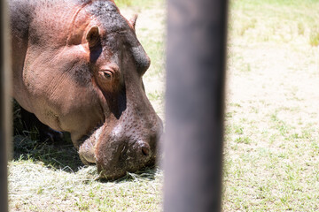 カバの横顔　Hippo