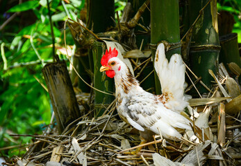 chicken in the farm