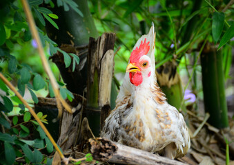 chicken in the farm