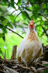 chicken in the nest