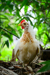 white chicken in a nest