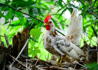 chicken