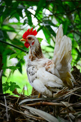 chicken in the farm