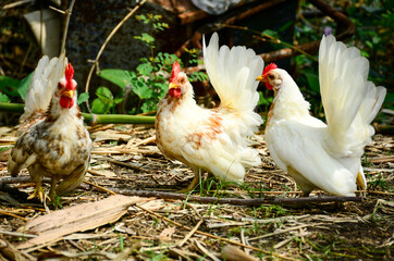 chicken