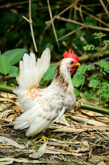chicken in the farm