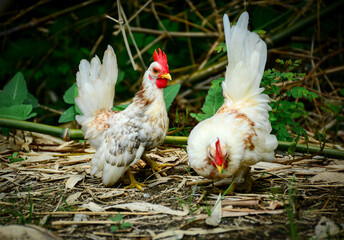 rooster and hen