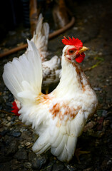 chicken