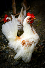 chicken