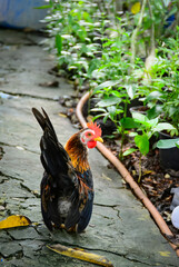 rooster in the grass