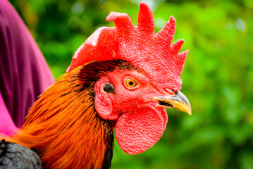 portrait of a rooster