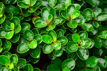 green leaves background