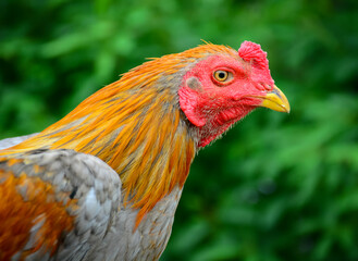 portrait of a rooster