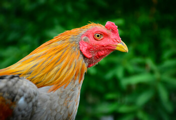 portrait of a rooster