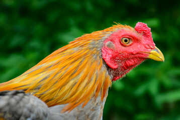 portrait of a rooster