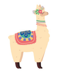 cute llama animal