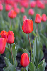Fototapeta premium Red tulips on a street flower bed.