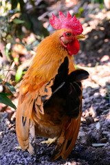 rooster in the farm