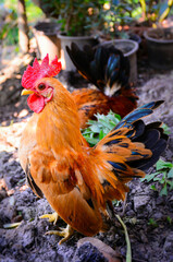 rooster and chickens