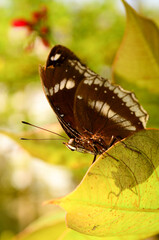 butterfly on leaf