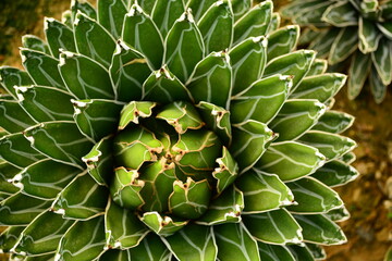 Fototapeta premium cactus in the garden