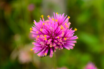 Obraz premium flower of a flower