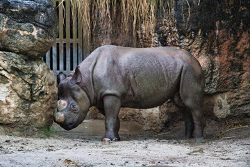 A picture of the black rhinoceros.  Osaka Japan
