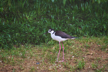 A black-necked stilt perching on the ground.  Osaka Japan
