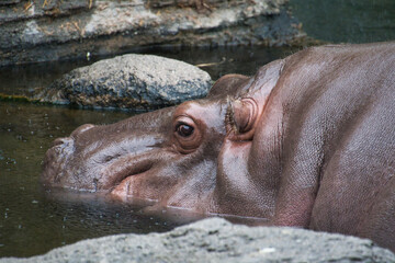 A portrait of the hippopotamus.  Osaka Japan
