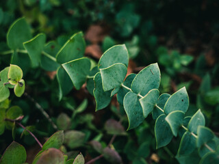 green leaves of a tree