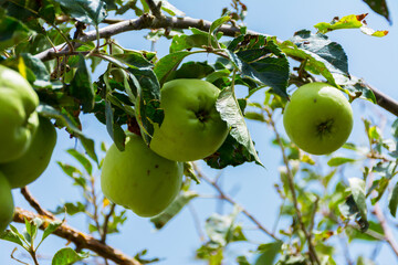 Green apple