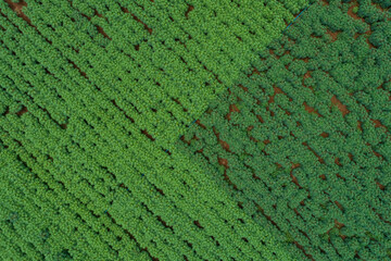 Aerial view of planting area  cassava  in Thailand. This is the landscape of cassava plantation in the Thailand