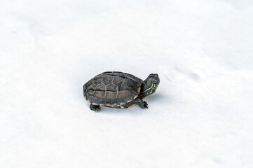 Baby Reeves Turtle, Mauremys reevesii, also known as the Chinese Pond Turtle, Three-keeled or Coin turtle, native to China and Taiwan, side view