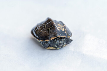 Baby Reeves Turtle, Mauremys reevesii, also known as the Chinese Pond Turtle, Three-keeled or Coin...