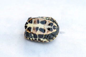 Baby Reeves Turtle, Mauremys reevesii, also known as the Chinese Pond Turtle, Three-keeled or Coin...