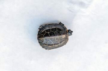 Baby Reeves Turtle, Mauremys reevesii, also known as the Chinese Pond Turtle, Three-keeled or Coin...