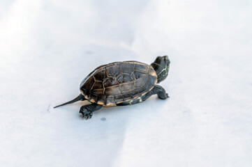 Baby Reeves Turtle, Mauremys reevesii, also known as the Chinese Pond Turtle, Three-keeled or Coin turtle, native to China and Taiwan, walking away from the camera revealing a long tail