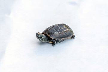 Baby Reeves Turtle, Mauremys reevesii, also known as the Chinese Pond Turtle, Three-keeled or Coin...