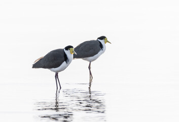 Two Masked Lapwing plovers standing in water with white background and reflections. (Vanellus miles)