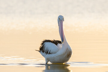 Pelican in the early morning sun in the ocean - scientific name Pelecanus