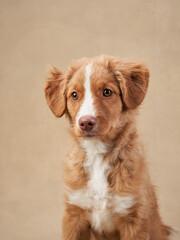 Nova Scotia duck retriever puppy on a beige background. Charming Dog in the studio. funny toller