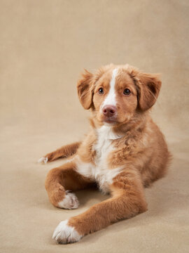 Nova Scotia duck retriever puppy on a beige background. Charming Dog in the studio. funny toller