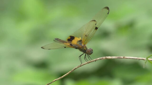 Slow motion. Yellow black dragonfly landing and then take off from the branch.