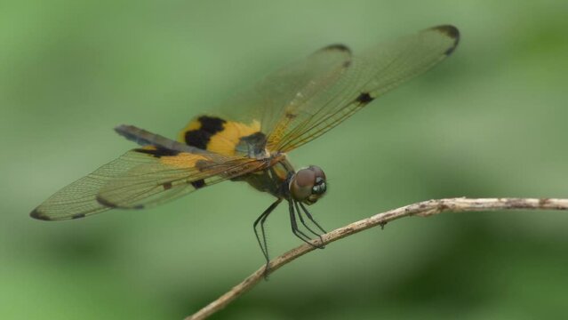 4k close up of dragonfly. Yellow and black dragonfly catch on hay and moving his head.