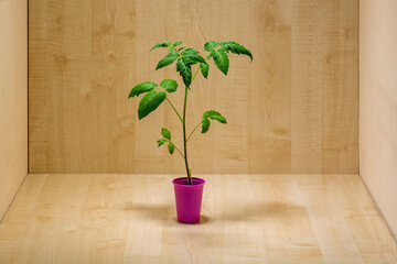 Tomato seedlings in pink cup on wooden boards