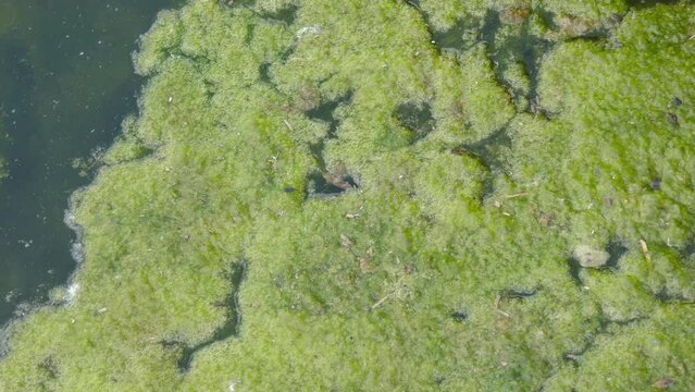 Algae covered lake water with rocky shoreline