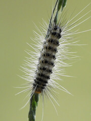 caterpillar on leaf