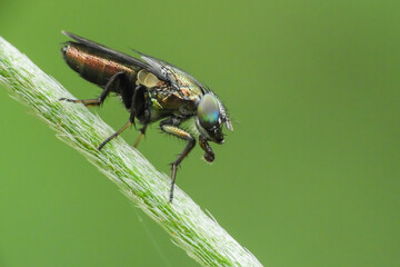 fly on leaf