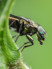 close up of a fly