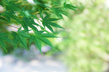 新緑　紅葉
