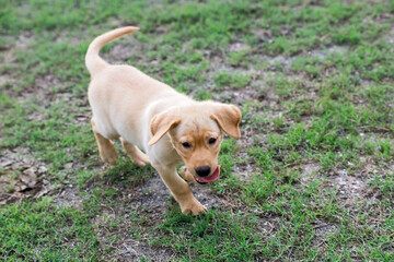Labrador retriever Junior running on grass with smile and friendly face.